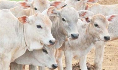 सच्चे मन से गाय की सुरक्षा और उसकी देखभाल करनी होगी : इलाहाबाद हाई कोर्ट ने कहा- राष्ट्रीय पशु घोषित हो गाय