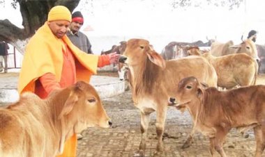 गौहत्या के खिलाफ योगी सरकार उठा चुकी है कई सख्त कदम : आंकड़ों के जरिए समझिए कैसे गौहत्या पर सख्त रही है योगी सरकार, 18 हजार से अधिक गौ हत्यारे भेजे गए जेल