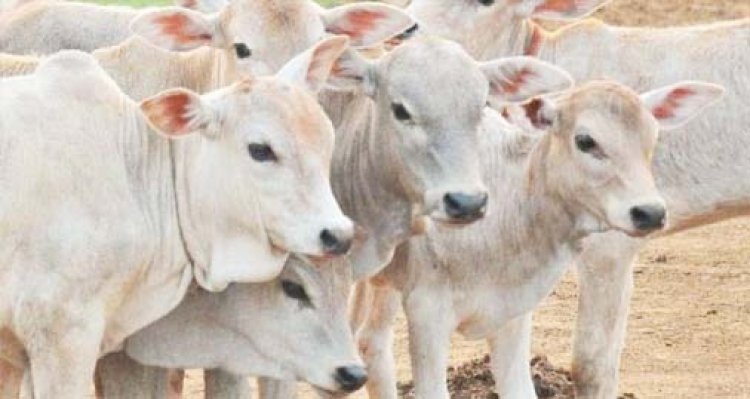 सच्चे मन से गाय की सुरक्षा और उसकी देखभाल करनी होगी : इलाहाबाद हाई कोर्ट ने कहा- राष्ट्रीय पशु घोषित हो गाय