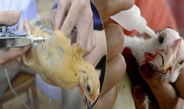 Bird flu cases in Kerala : केरल में बर्ड फ्लू का प्रकोप, अलप्पुझा में 12,000 बतख मारे गए, अंडे की बिक्री पर लगी रोक
