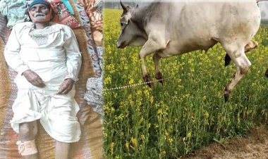 लखनऊ में सांड ने किसान को पटक-पटक कर मार डाला:खेत में रखवाली के समय डंडा लेकर भगाने पर किया हमला
