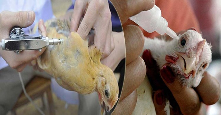 Bird flu cases in Kerala : केरल में बर्ड फ्लू का प्रकोप, अलप्पुझा में 12,000 बतख मारे गए, अंडे की बिक्री पर लगी रोक