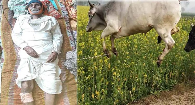 लखनऊ में सांड ने किसान को पटक-पटक कर मार डाला:खेत में रखवाली के समय डंडा लेकर भगाने पर किया हमला