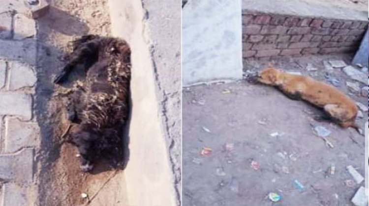 संदिग्ध अवस्था में डेढ़ दर्जन कुत्तों की मौत : लाशों के मुंह से निकल रहा था झाग, पुलिस ने दर्ज किया मुकदमा