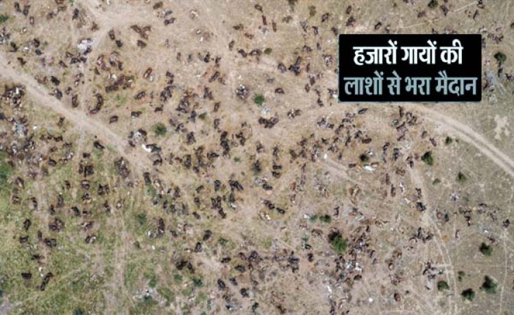राजस्थान समेत कई राज्यों में लंपी बीमारी कहर बरपा रही : बीकानेर में हर रोज 300 गायें मर रहीं