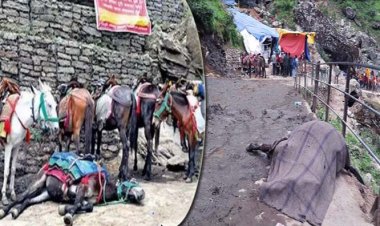 पशु क्रूरता में तीन के खिलाफ तहरीर : केदारनाथ यात्रा मार्ग पर 15 दिन में 16 घोड़े-खच्चरों की मौत, टिटनेस संक्रमण से गर्दन हो रही टेढ़ी