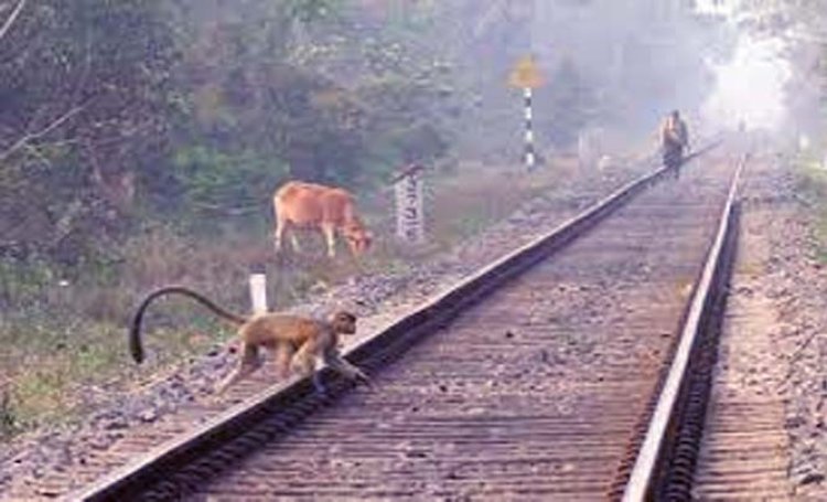 भारतीय रेलवे के रेलवे ट्रैक के दोनों तरफ फेंसिंग होगी, सबकी जद से दूर होगा रेलवे ट्रैक, दौड़ेगी सिर्फ ट्रेन