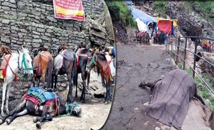 पशु क्रूरता में तीन के खिलाफ तहरीर : केदारनाथ यात्रा मार्ग पर 15 दिन में 16 घोड़े-खच्चरों की मौत, टिटनेस संक्रमण से गर्दन हो रही टेढ़ी