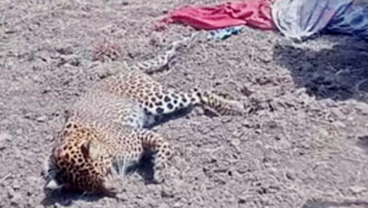 पीलीभीत जिले में माला रेंज के वन क्षेत्र के एक खेत में तेंदुआ मिला मृत : भीषण गर्मी से तेंदुए की मौत